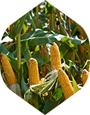 Skup zbóż Agro Słowenkowo