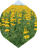 Usługi rolnicze Agro Słowenkowo