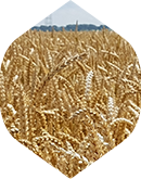 Sprzedaż zbóż Agro Słowenkowo