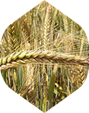 Skup pszenicy Agro Słowenkowo