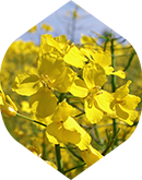 Skup Stokłosa Agro Słowenkowo