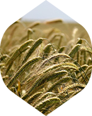 Skup słowenkowo Agro Borkowo